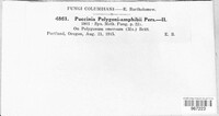 Puccinia polygoni-amphibii image